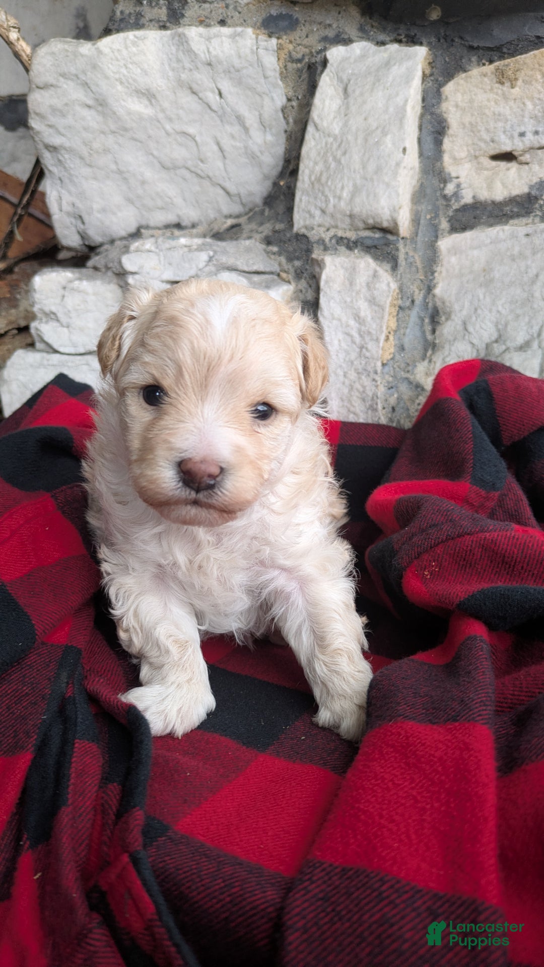 Mini Bernedoodle dogs for sale: Mini Bernedoodle Puppy 1 - Ad 4