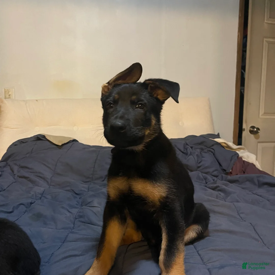 German Shepherd dogs for sale: German Shepherd Puppy 4 yellow - Ad 5