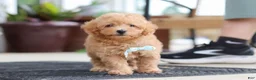 Maltipoo dogs for sale: Kevin - Ad 4