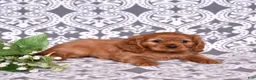 Cavalier King Charles Spaniel dogs for sale: Charlie  - Ad 4