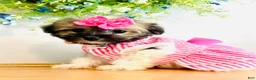 Havanese dogs for sale: Toy sized Luna - Ad 2