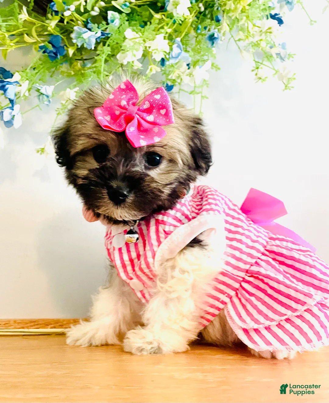 Havanese dogs for sale: Toy sized Luna - Ad 2