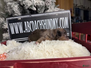 Miniature Dachshund dogs Cream dapple - Ad 8