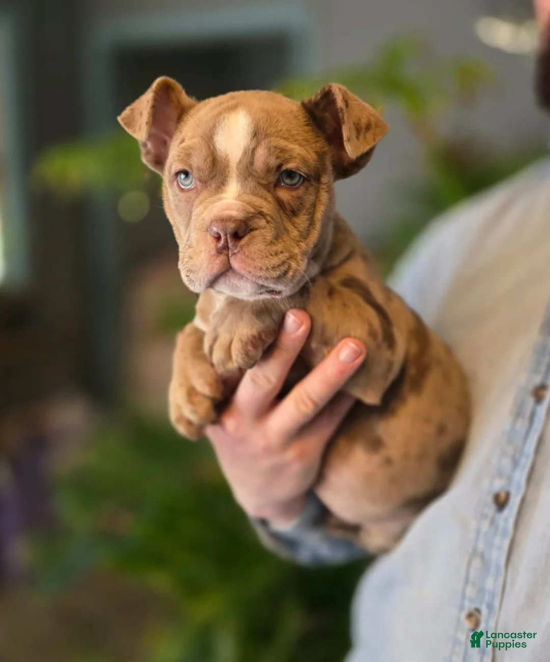 American Bully dogs for sale: Lucy - Ad 3
