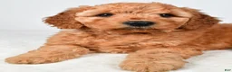 Mini Goldendoodle dogs for sale: Daisy - Ad 8