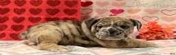 English Bulldog dogs for sale: Sweetie - Ad 5