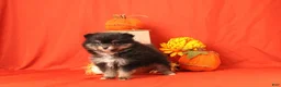 Pomeranian dogs for sale: Karson - Ad 3