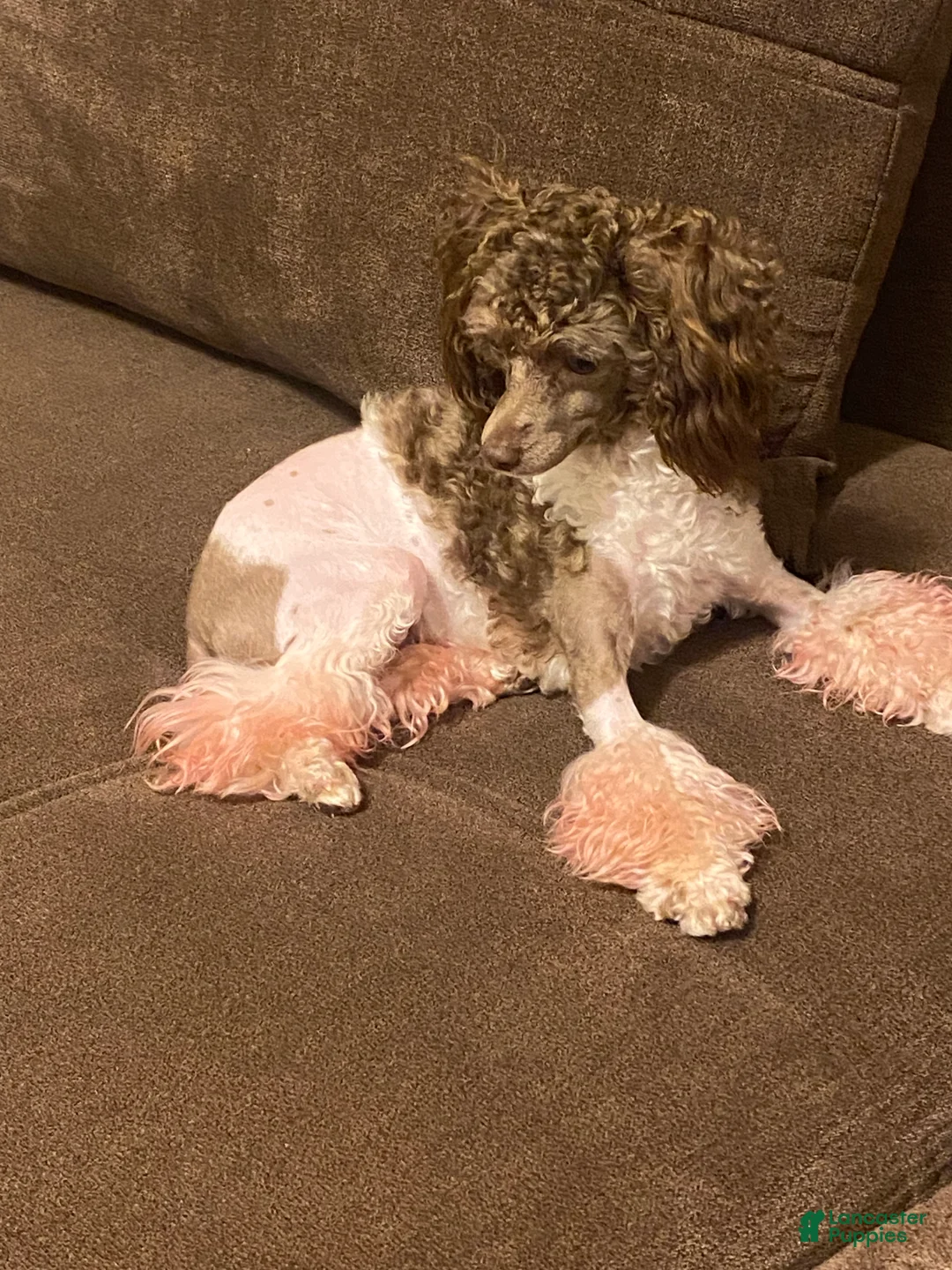Toy Poodle dogs for sale: Luna - Ad 2