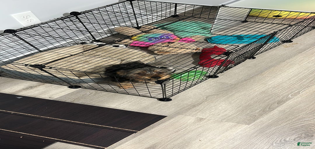 Gallery Image {{count}}