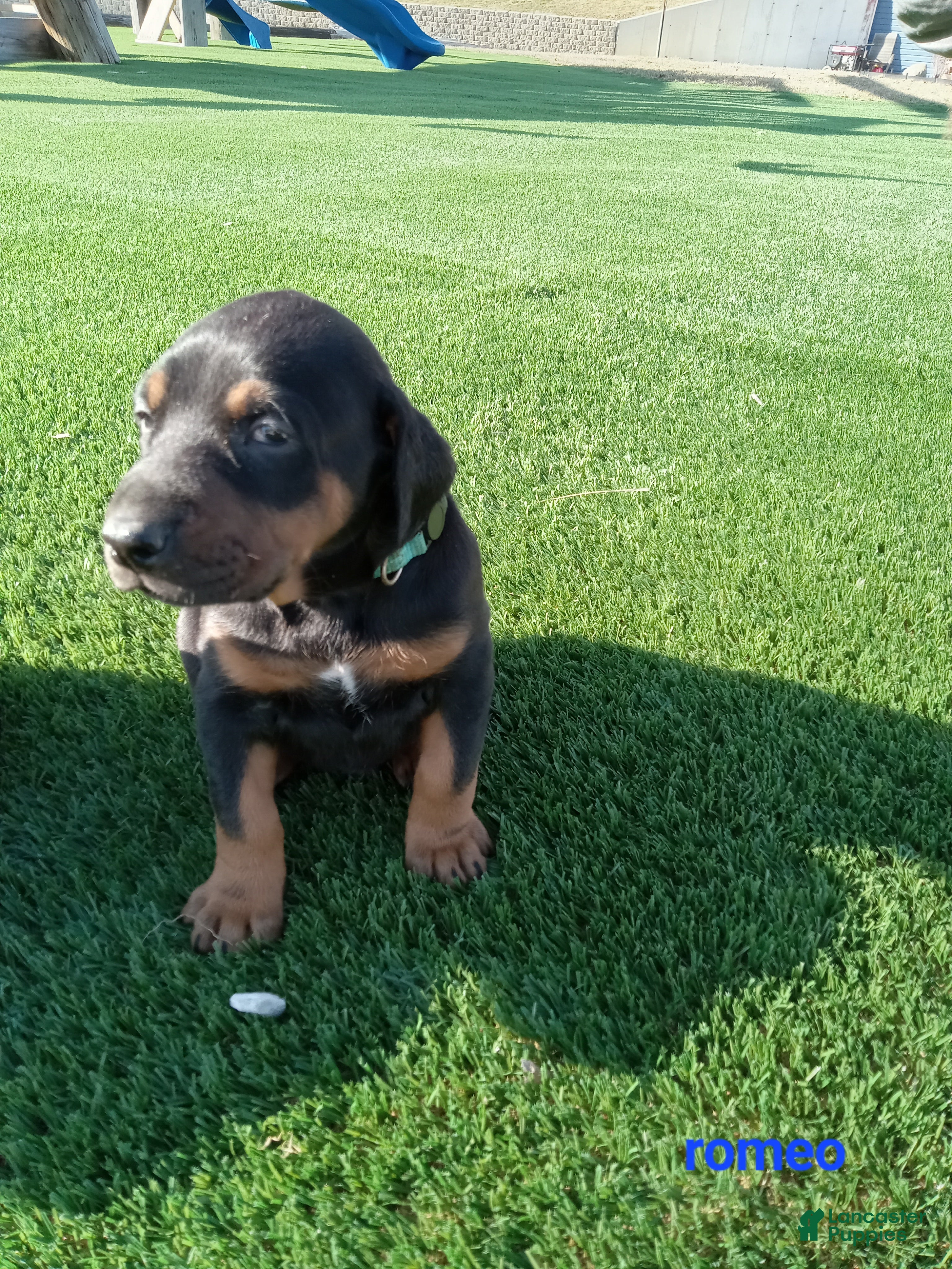 Doberman Pinscher dogs Romeo - Ad 1