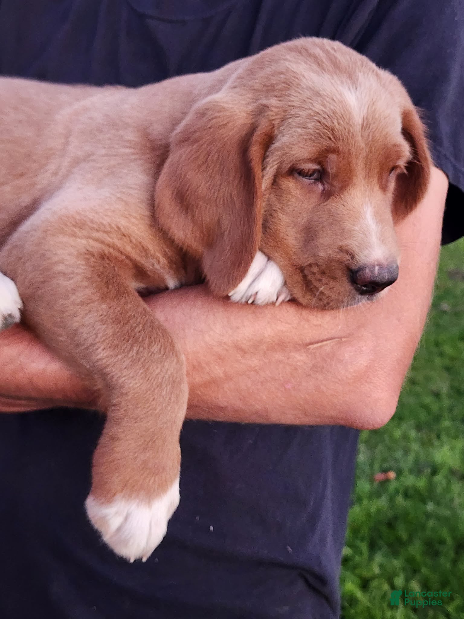 Goldendoodle dogs Tanner - Ad 1
