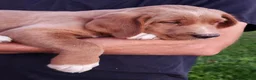 Goldendoodle dogs for sale: Tanner - Ad 1