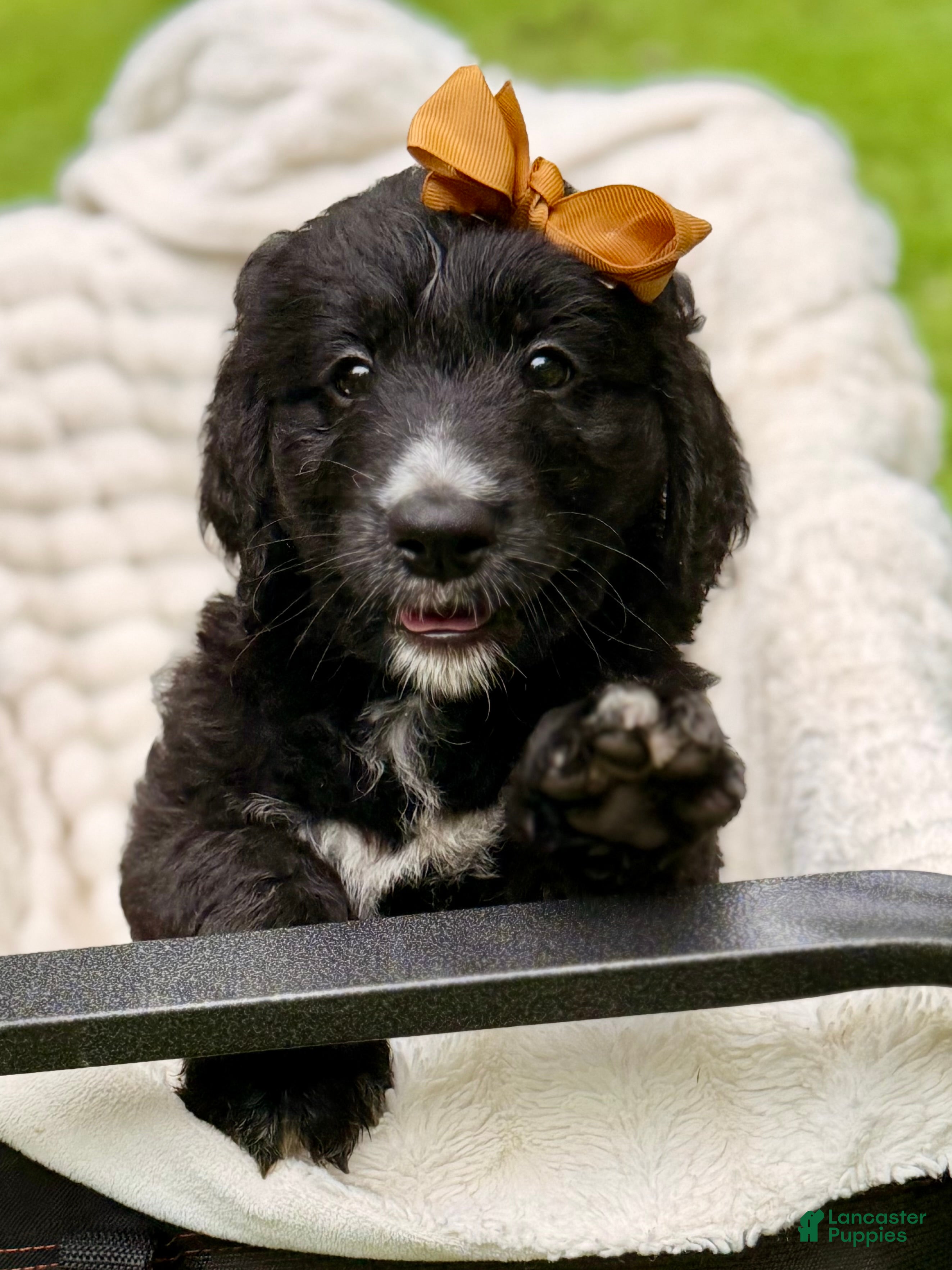 Bernedoodle dogs Brown Dahlia AKA ”Brownie” - Ad 38
