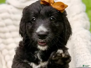 Bernedoodle dogs Brown Dahlia AKA ”Brownie” - Ad 38