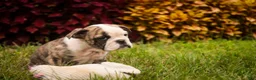 English Bulldog dogs for sale: Queen English Bulldog  - Ad 4