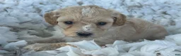 Cavapoo dogs for sale: Cody - Ad 3