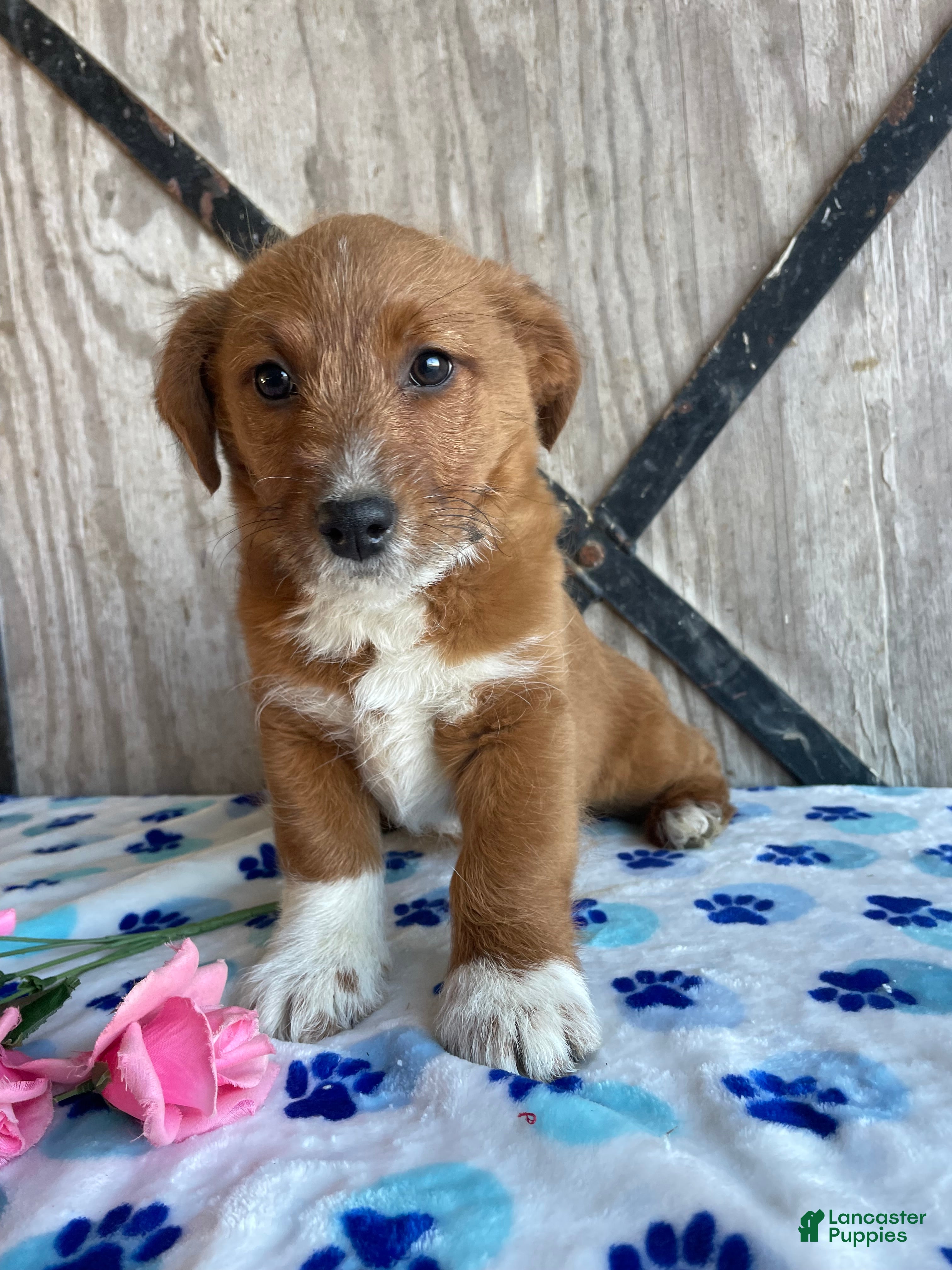 Corgipoo dogs Ginny - Ad 6