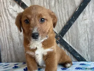 Corgipoo dogs Ginny - Ad 6