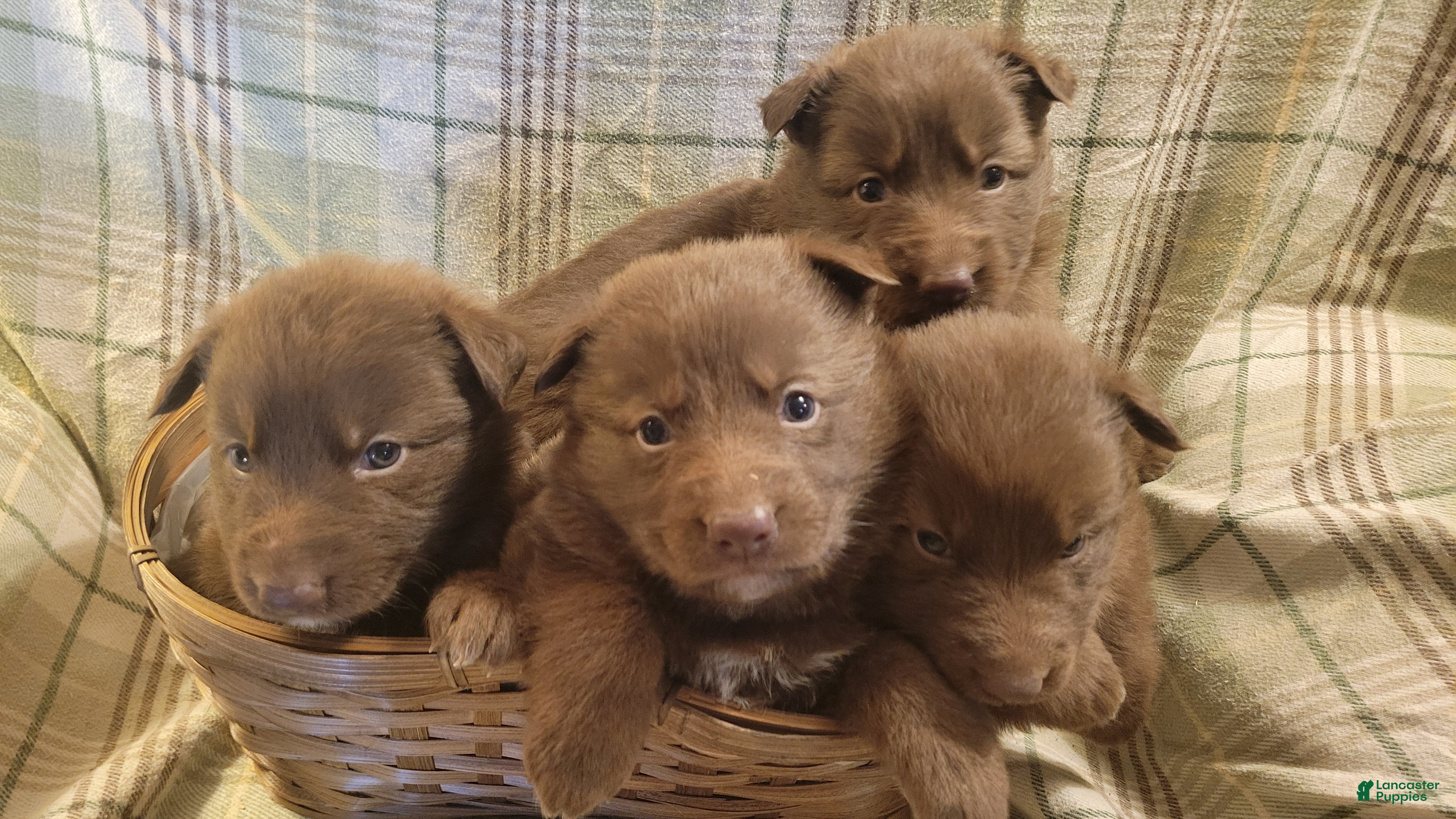 German Shepherd dogs German Shepherd Puppy 2 - Ad 13