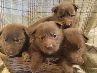 German Shepherd dogs German Shepherd Puppy 2 - Ad 13