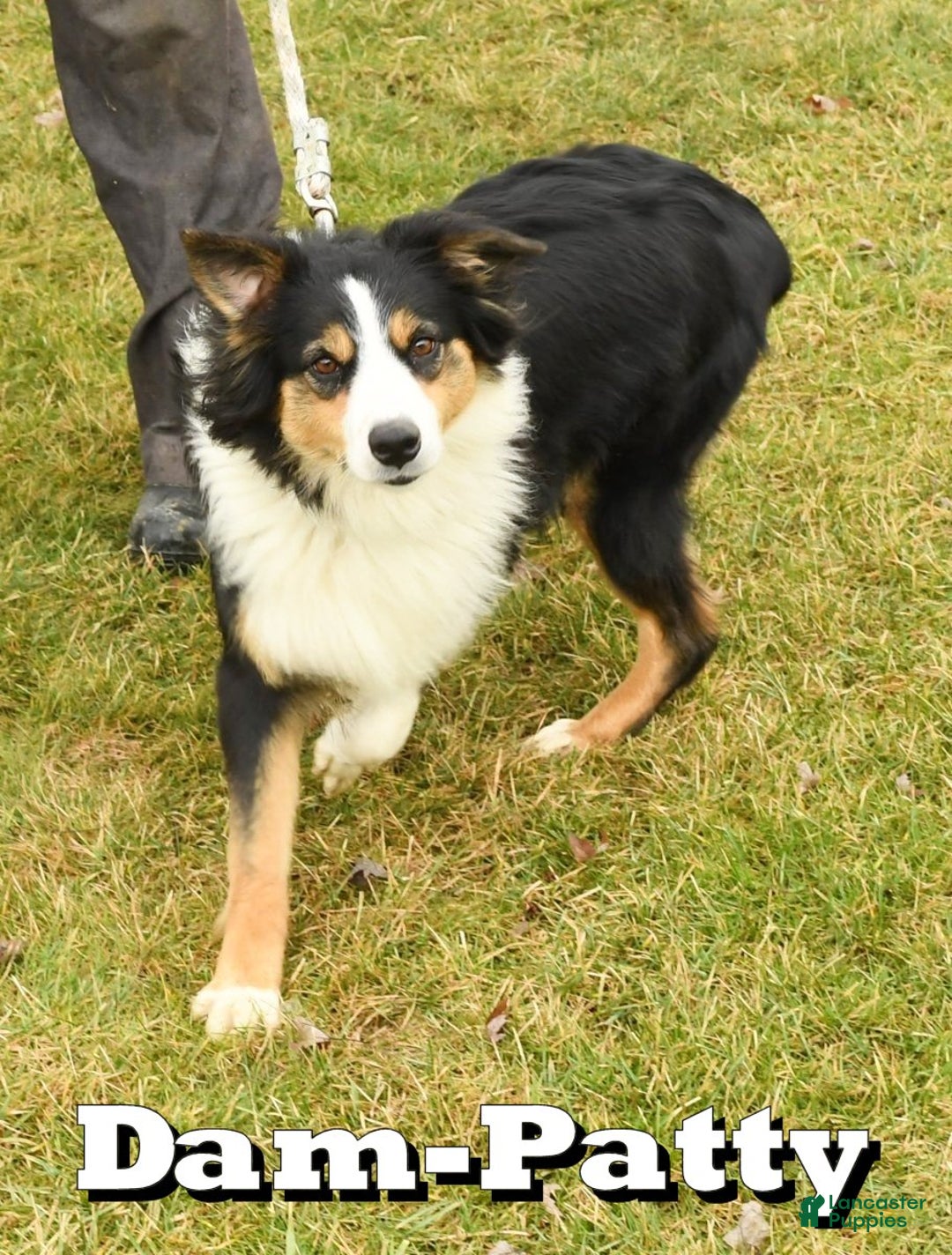 Australian Shepherd dogs for sale: Crystal - Ad 8