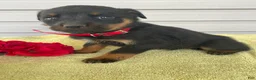 Rottweiler dogs for sale: Rover - Ad 4
