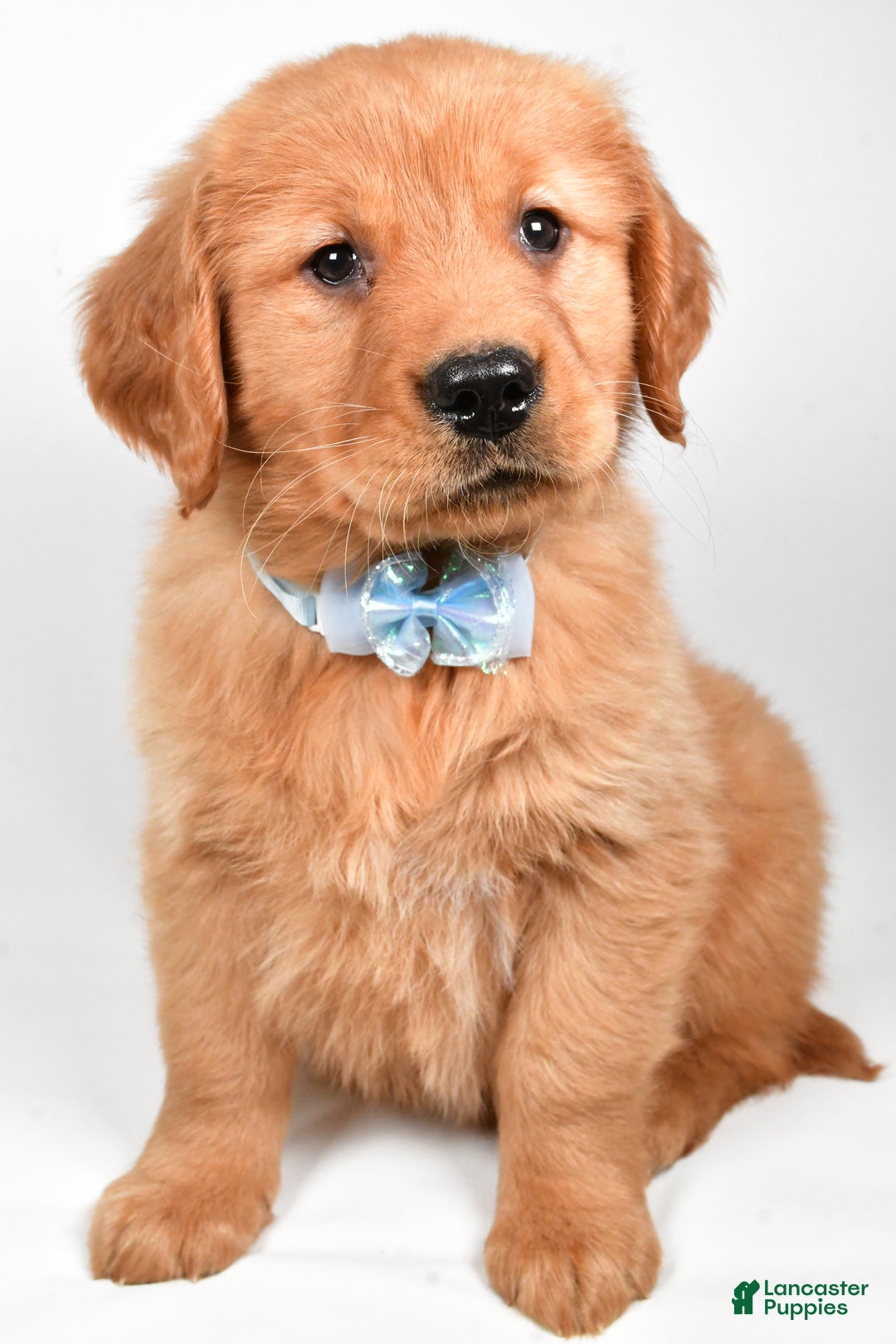 Golden Retriever dogs for sale: Max - Ad 7