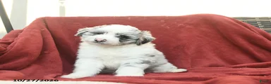 Fergus 