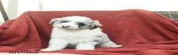 Mini Aussiedoodle dogs for sale: Fergus  - Ad 1