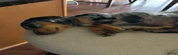 Dachshund dogs for sale: Dachshund Puppy 1 - Ad 3