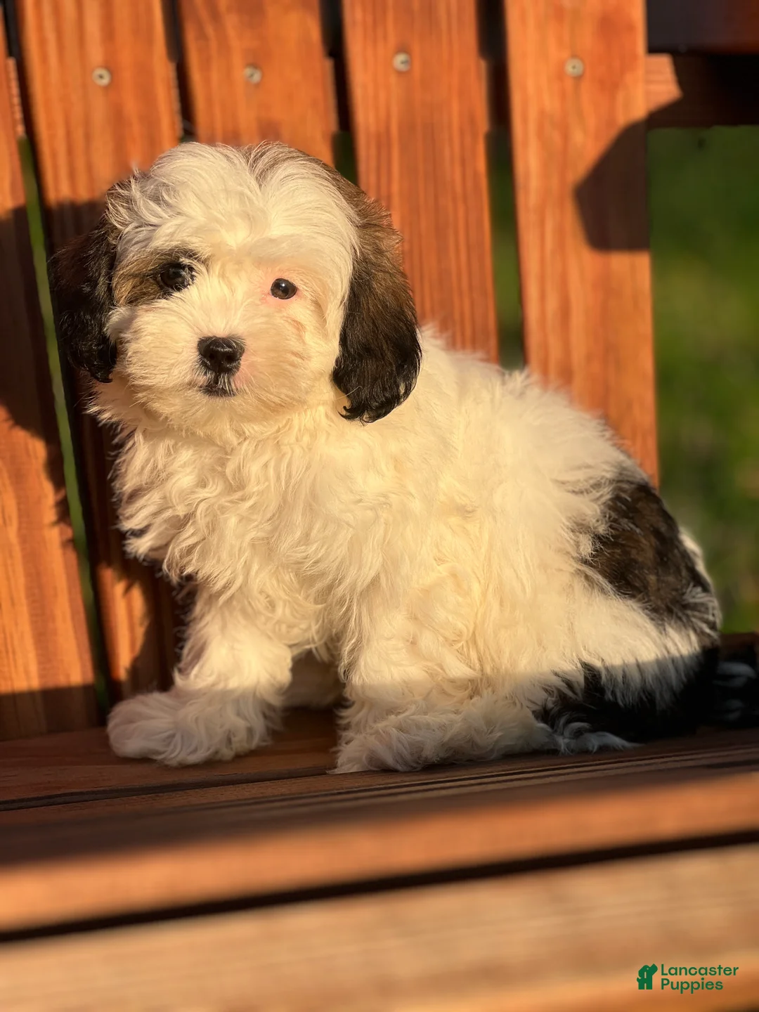 Shihpoo dogs for sale: Franzine - Ad 2