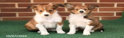 Shetland Sheepdog dogs for sale: Hazel - Ad 3
