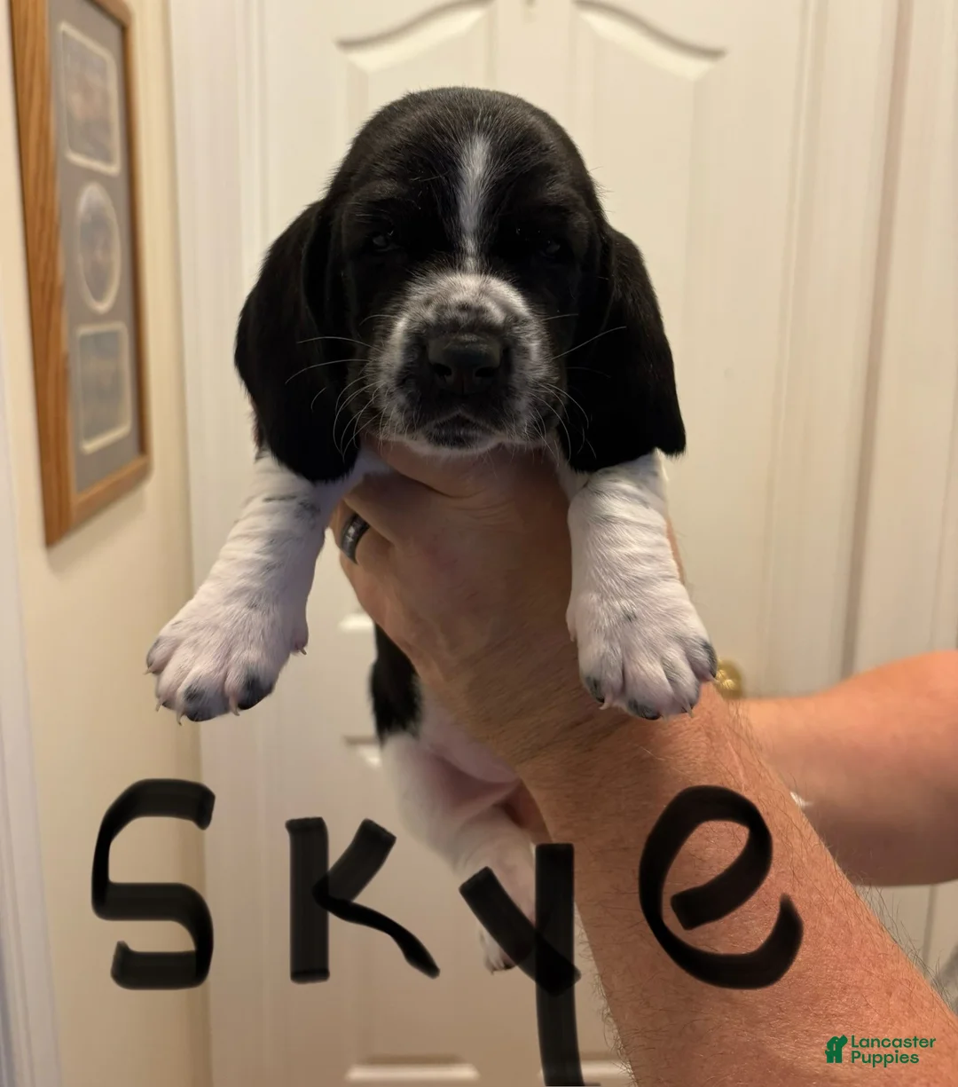 Basset Hound dogs for sale: Skye - Ad 1