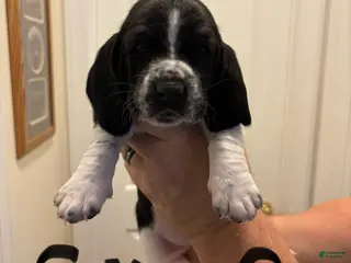 Basset Hound dogs Skye - Ad 10