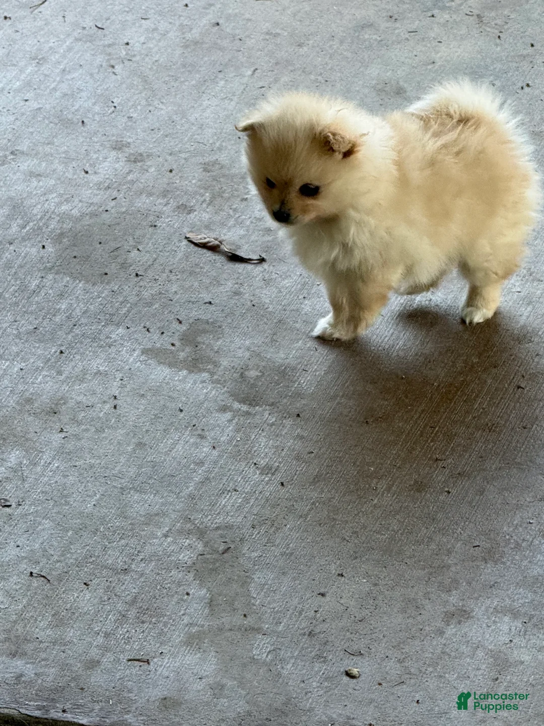 Pomeranian dogs for sale: Coco - Ad 2