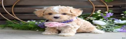 Maltipoo dogs for sale: Hope - Ad 8