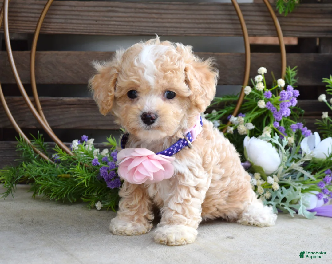 Maltipoo dogs for sale: Hope - Ad 8