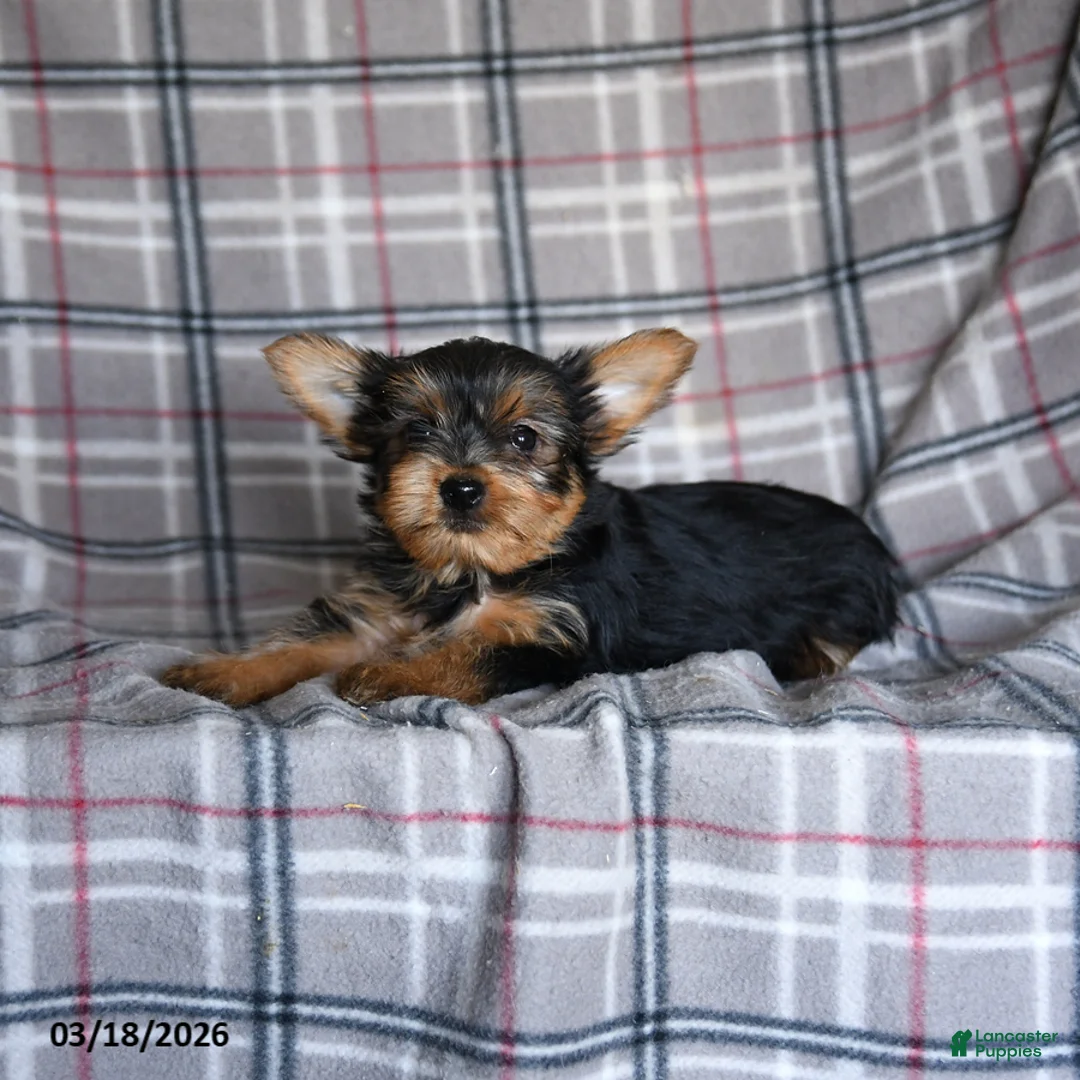 Yorkshire Terrier dogs for sale: Oliver - Ad 5