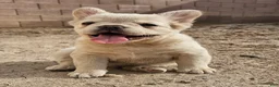 French Bulldog dogs for sale: French Bulldog Puppy 1 - Ad 2