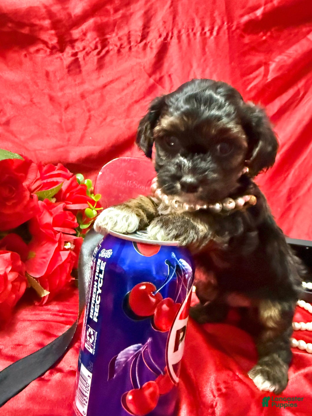 Yorkiepoo dogs for sale: York - Ad 3