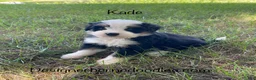 Mini Bernedoodle dogs for sale: Kade  - Ad 4
