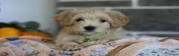 Maltipoo dogs for sale: Beanie - Ad 8