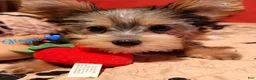 Yorkshire Terrier dogs for sale: Yorkshire Terrier Puppy 1 - Ad 2
