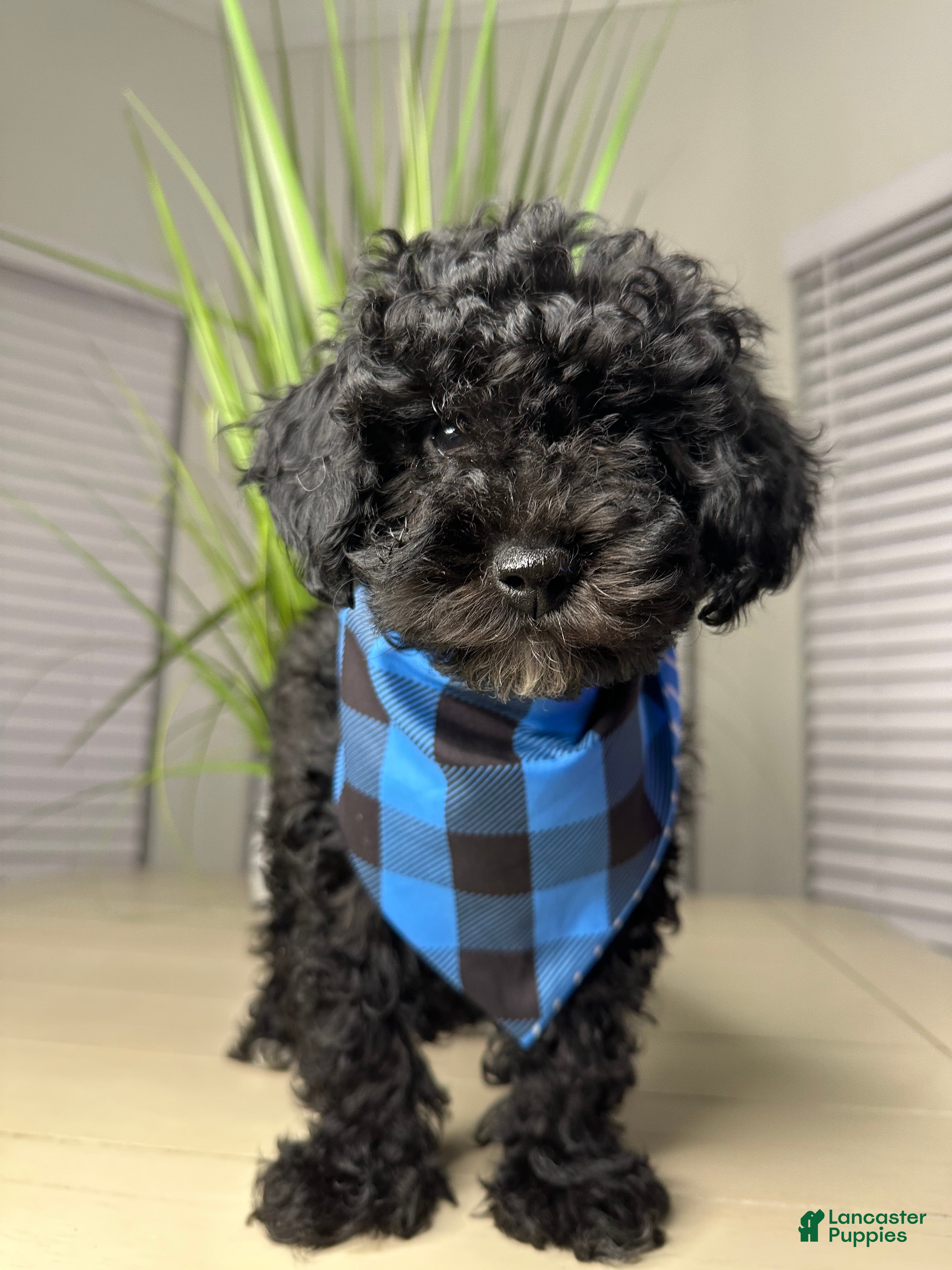 Shihpoo dogs Shihpoo 1 - Ad 4