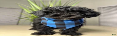 Shihpoo 1