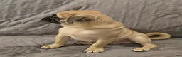 Pug dogs for sale: Pug Puppy 2 - Ad 14