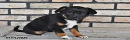 Mixed Breed dogs for sale: Olivia - Ad 3
