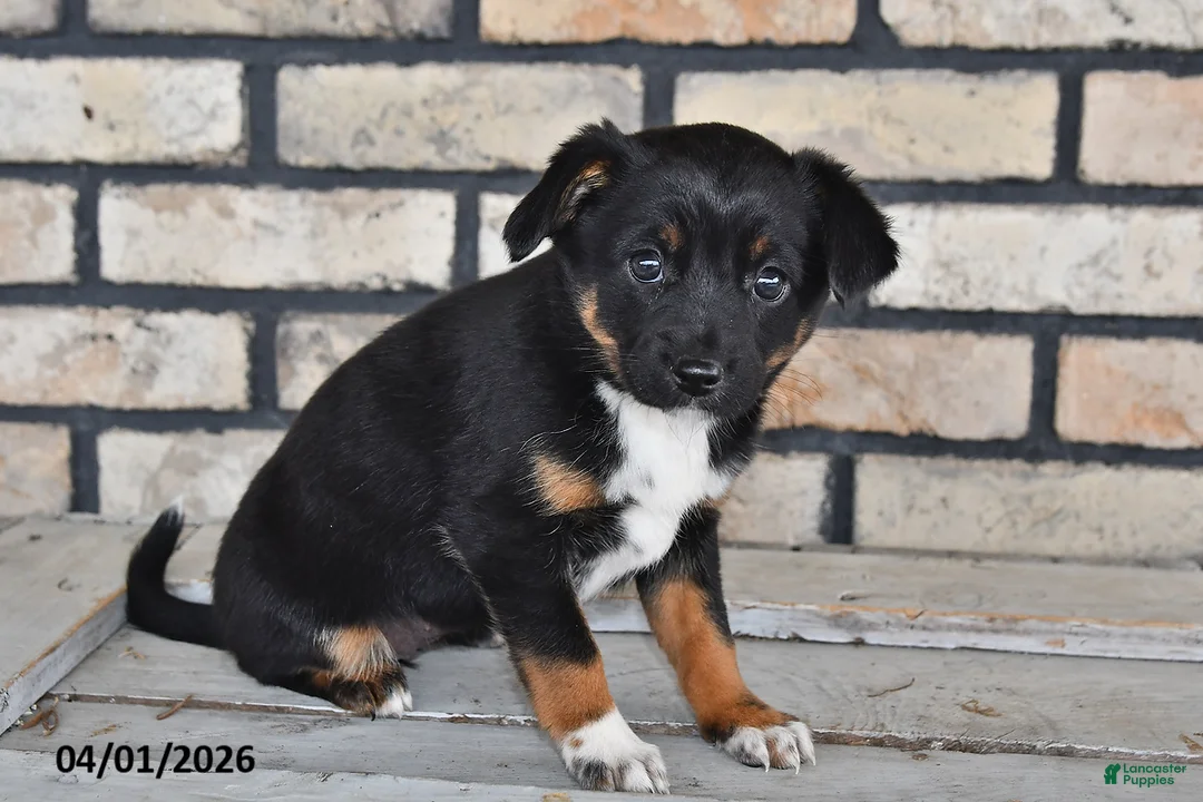 Mixed Breed dogs for sale: Olivia - Ad 3