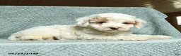 Cavapoochon dogs for sale: Walton - Ad 3
