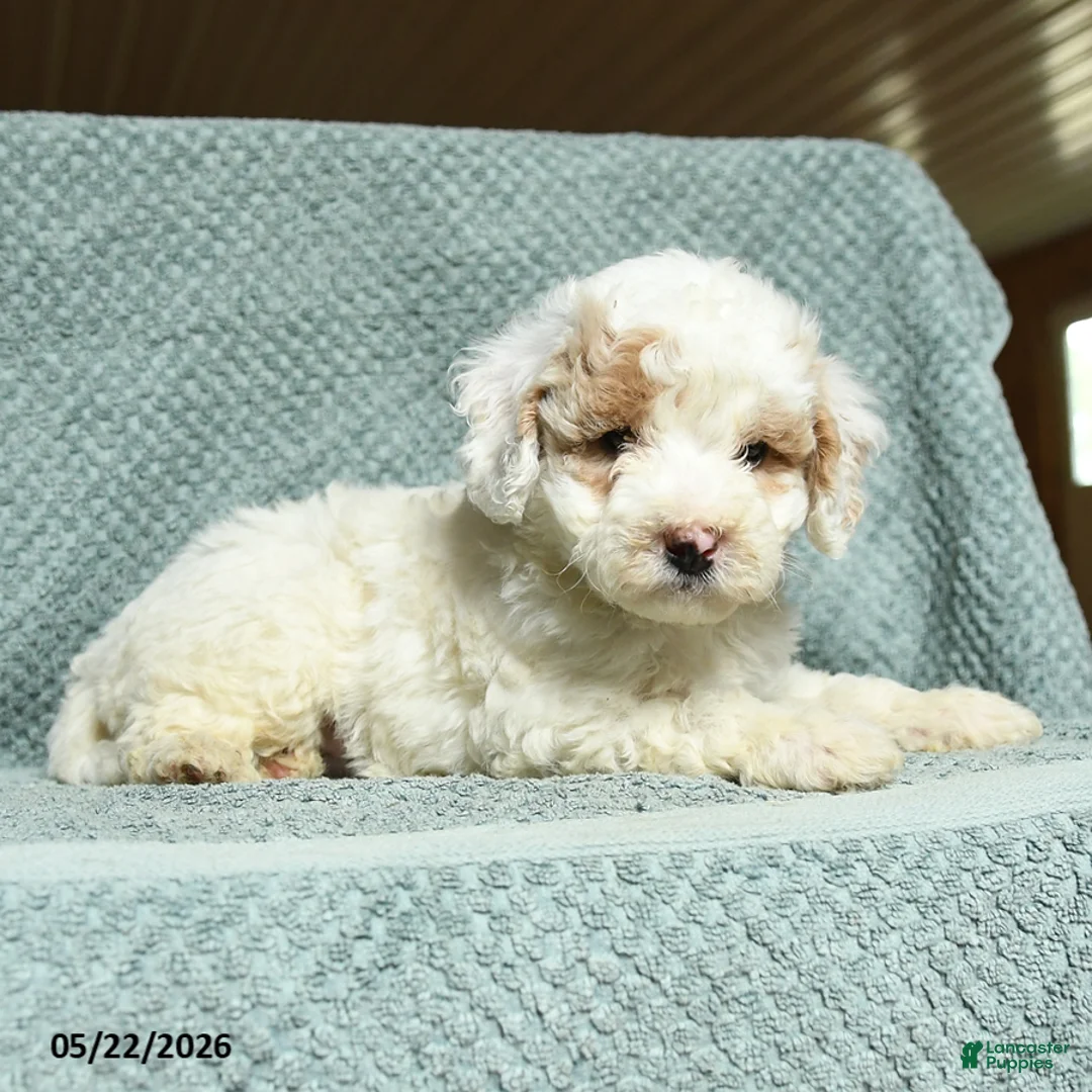 Cavapoochon dogs for sale: Walton - Ad 3